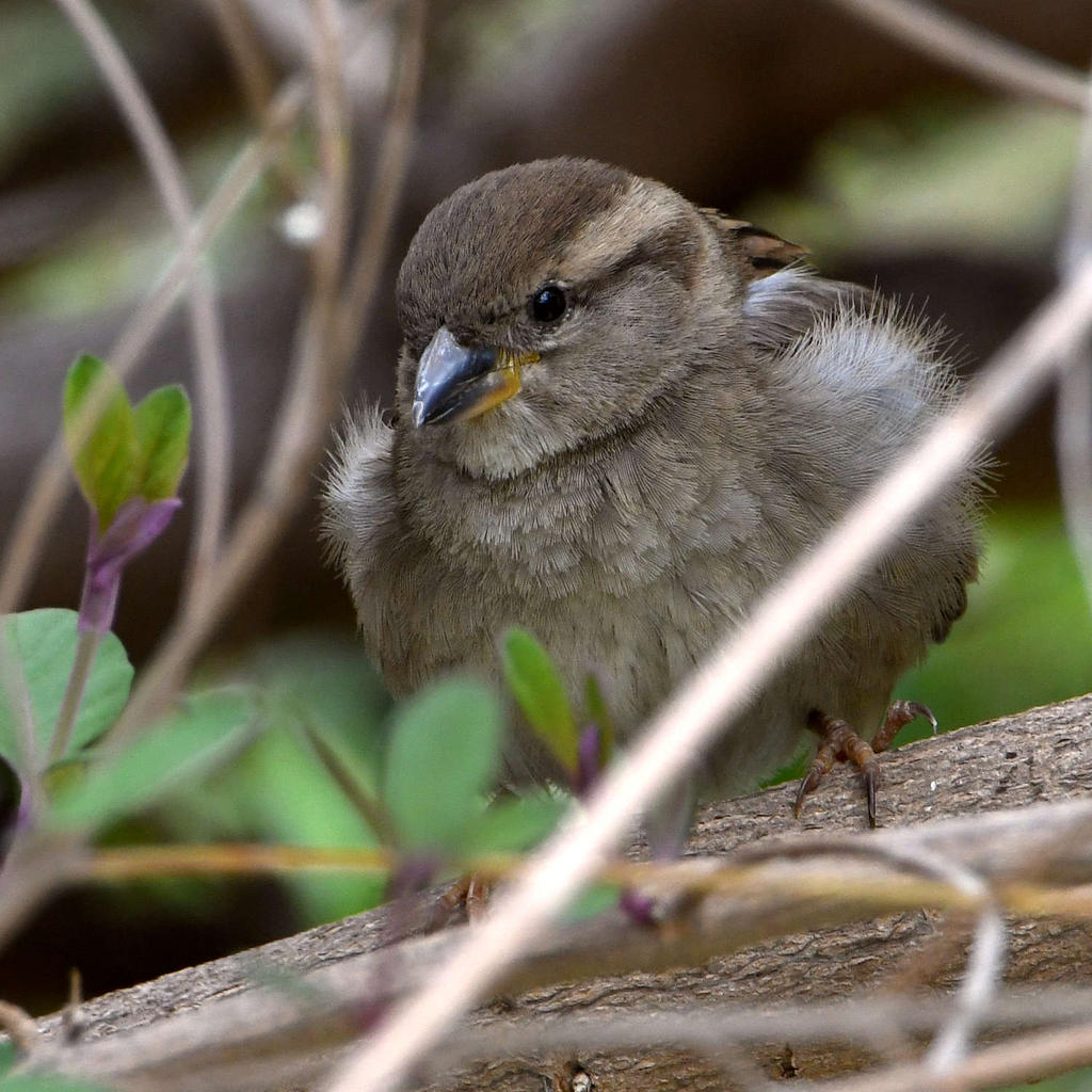 Sparrow2.jpg