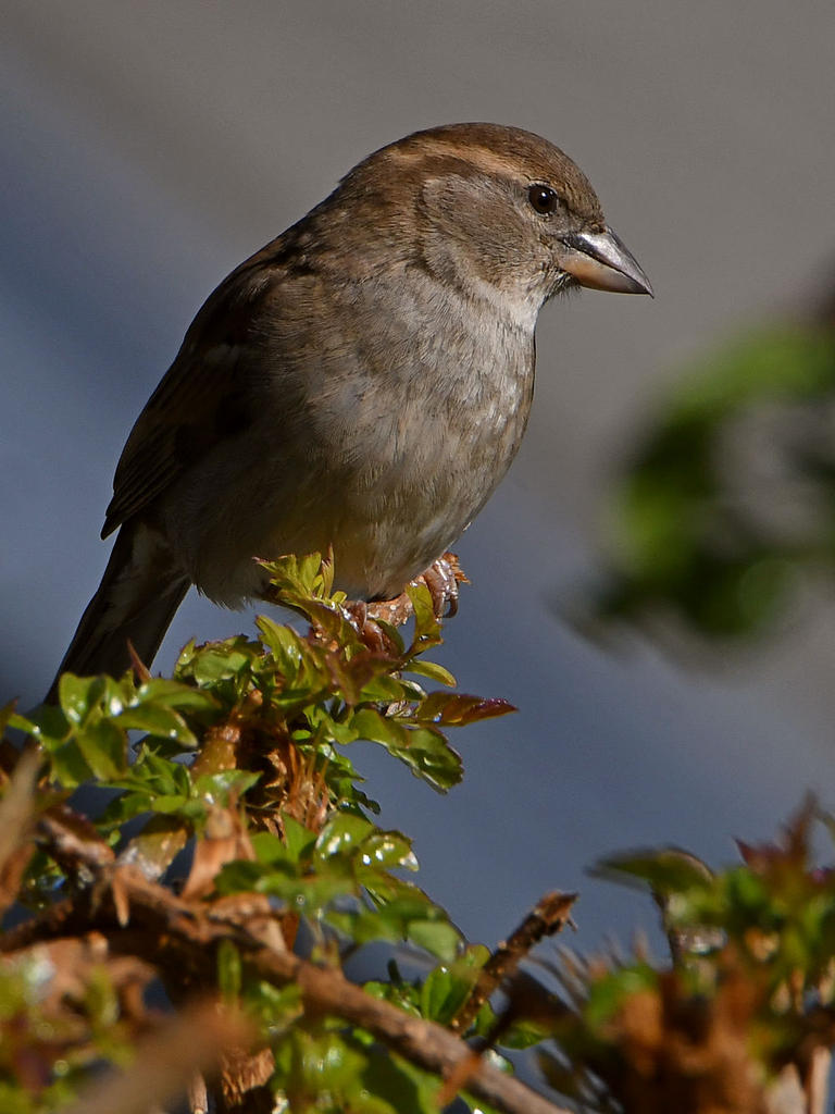Sparrow2.jpg