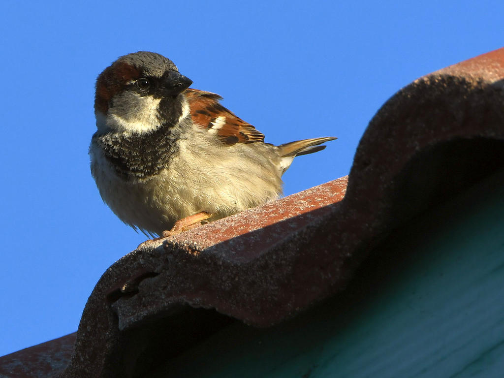 Sparrow2.jpg