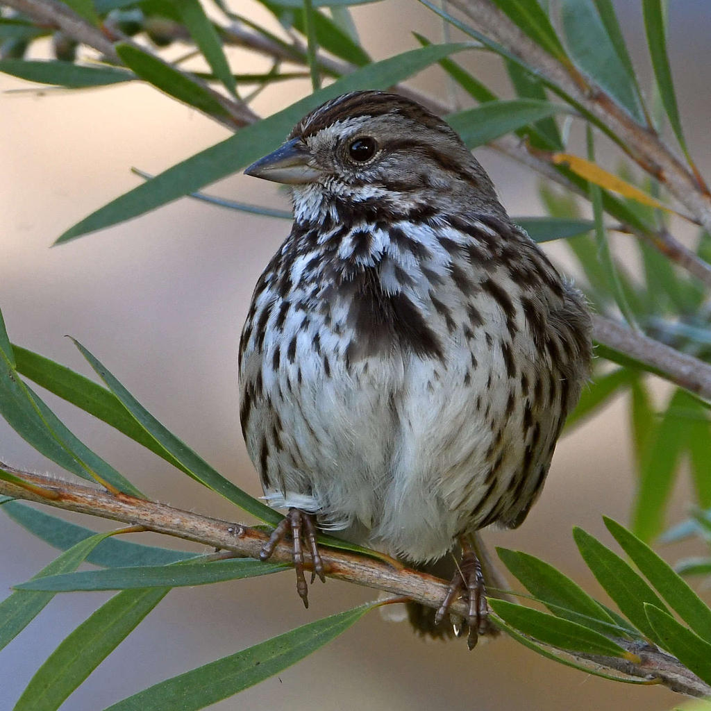 Sparrow2.jpg