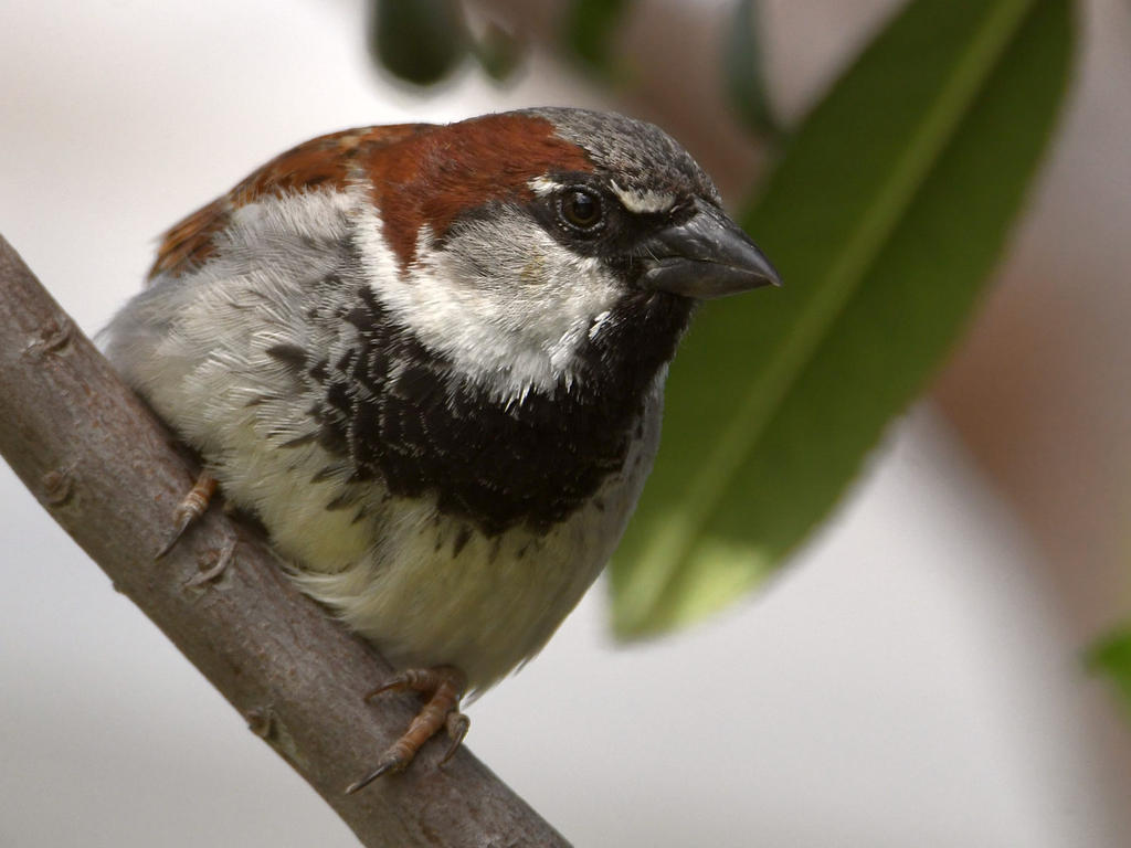 Sparrow2.jpg