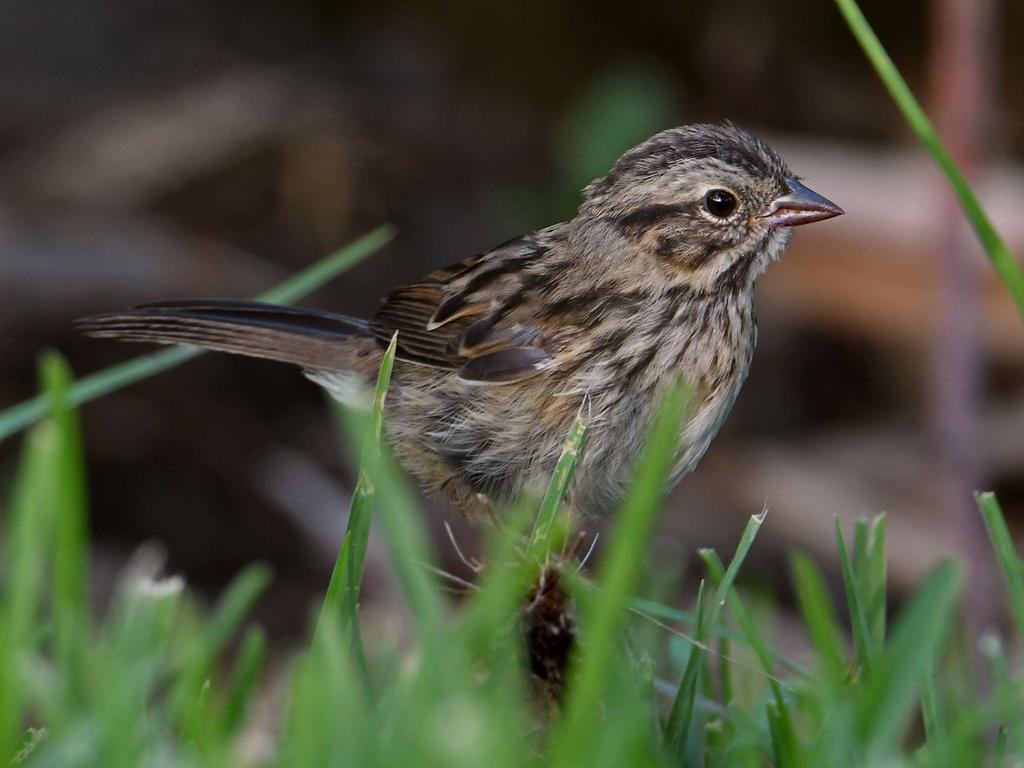 Sparrow2.jpg