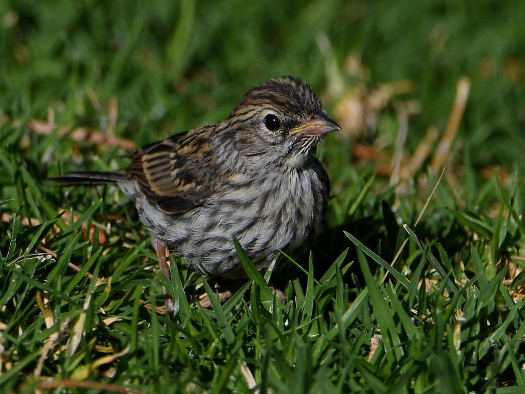 Sparrow2.jpg