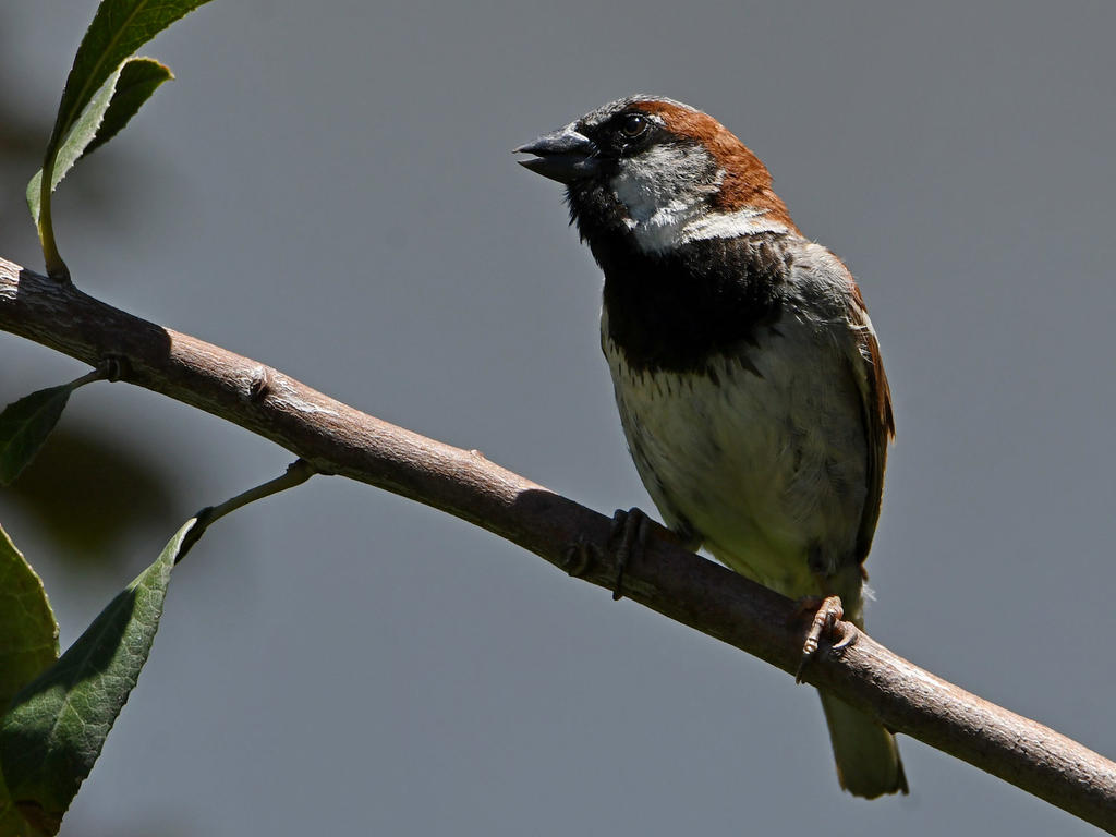 Sparrow2.jpg