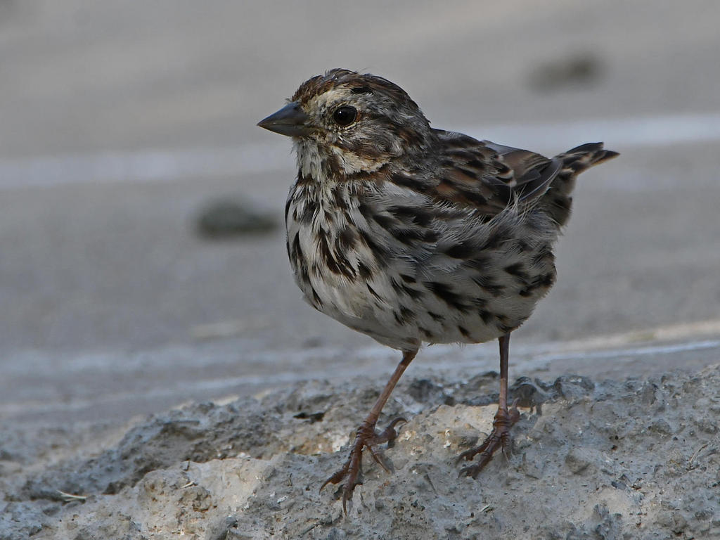 Sparrow2.jpg