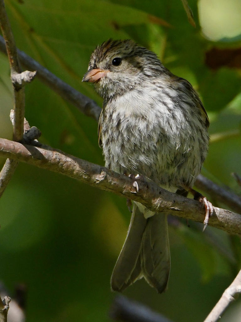 Sparrow2.jpg