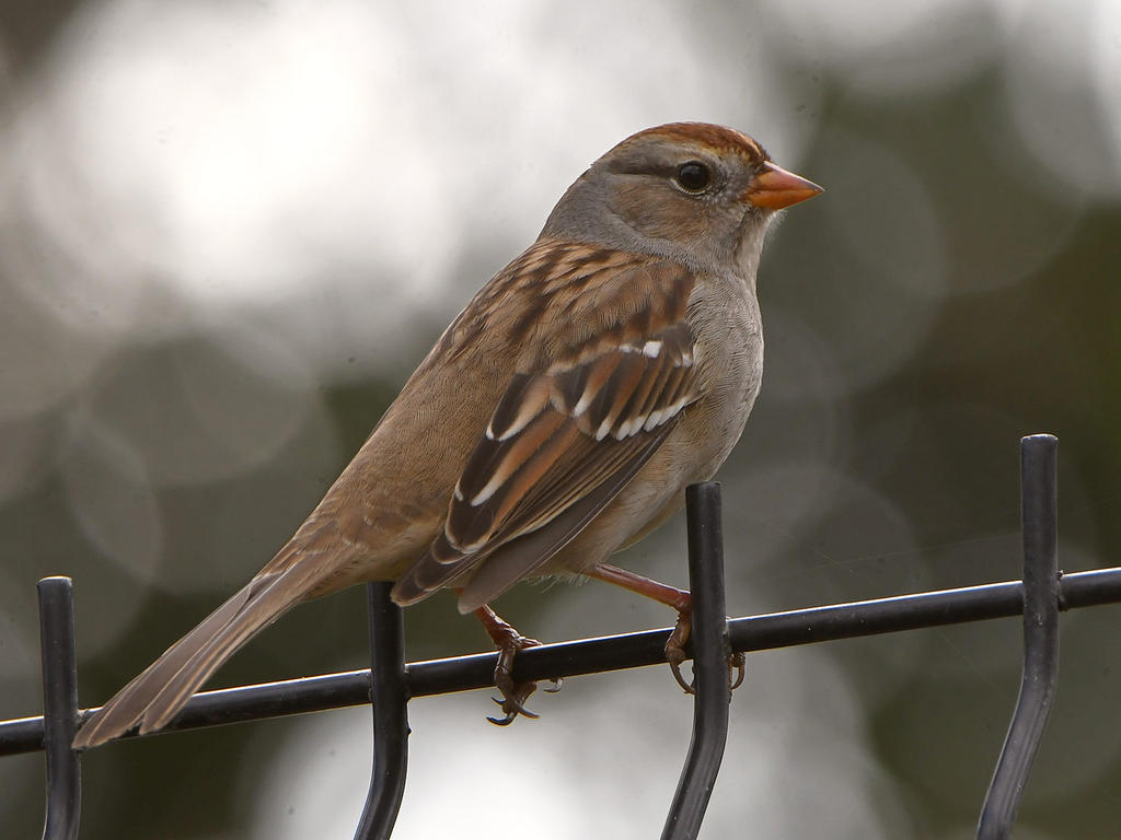 Sparrow2.jpg