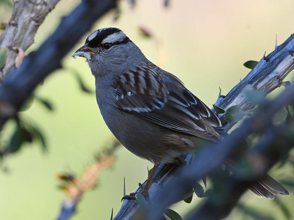 Sparrow2.jpg
