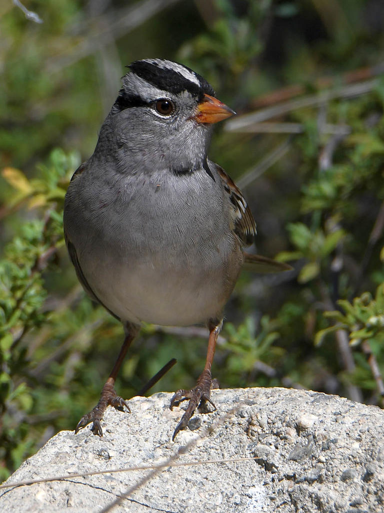 Sparrow2.jpg
