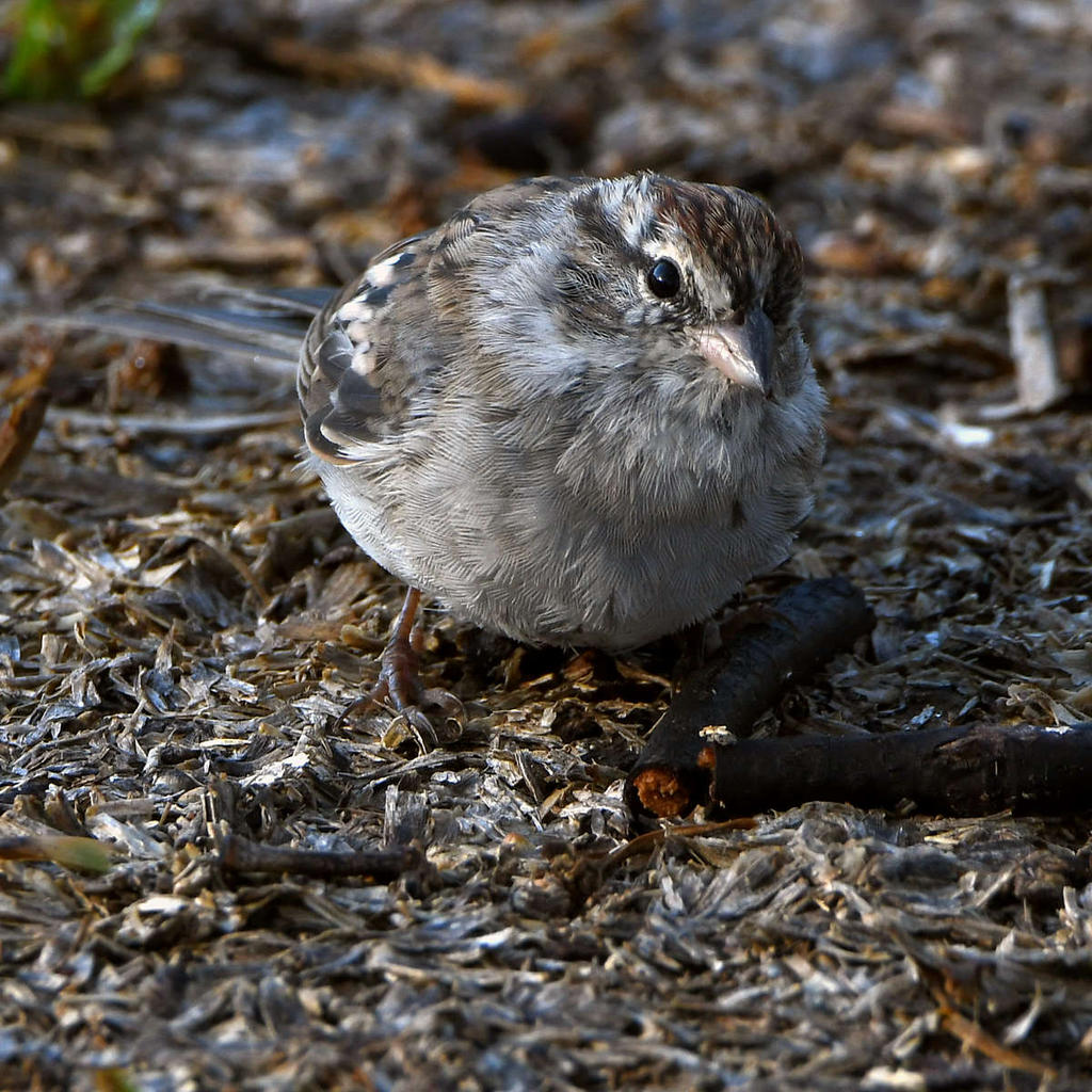 Sparrow2.jpg