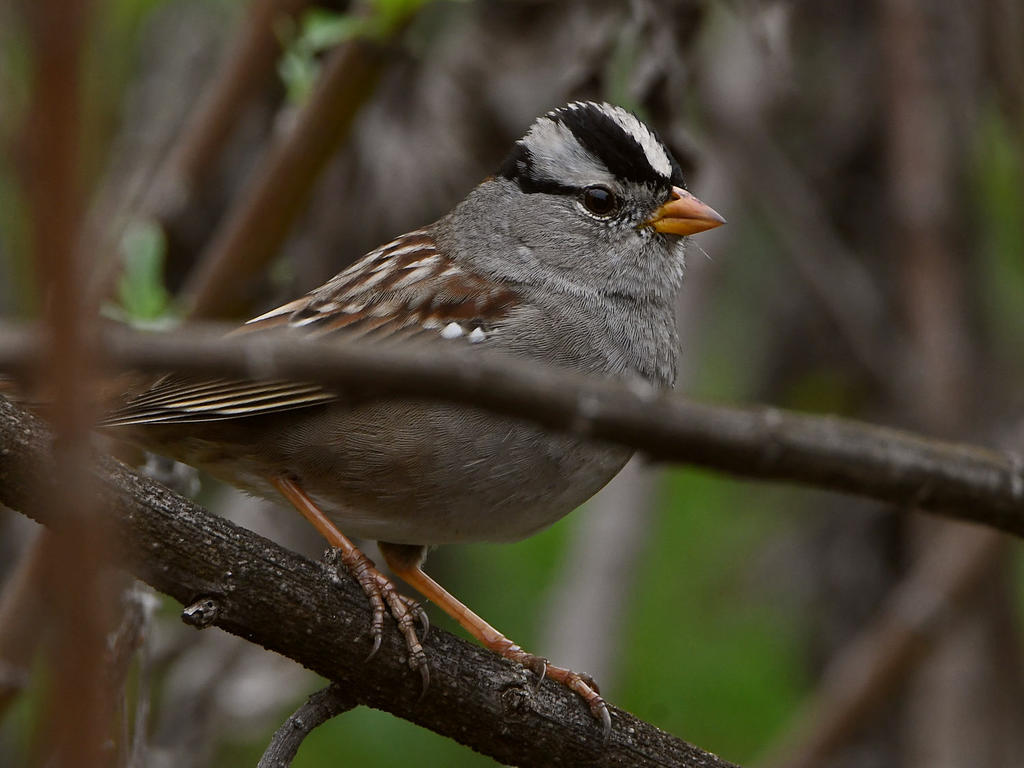 Sparrow2.jpg
