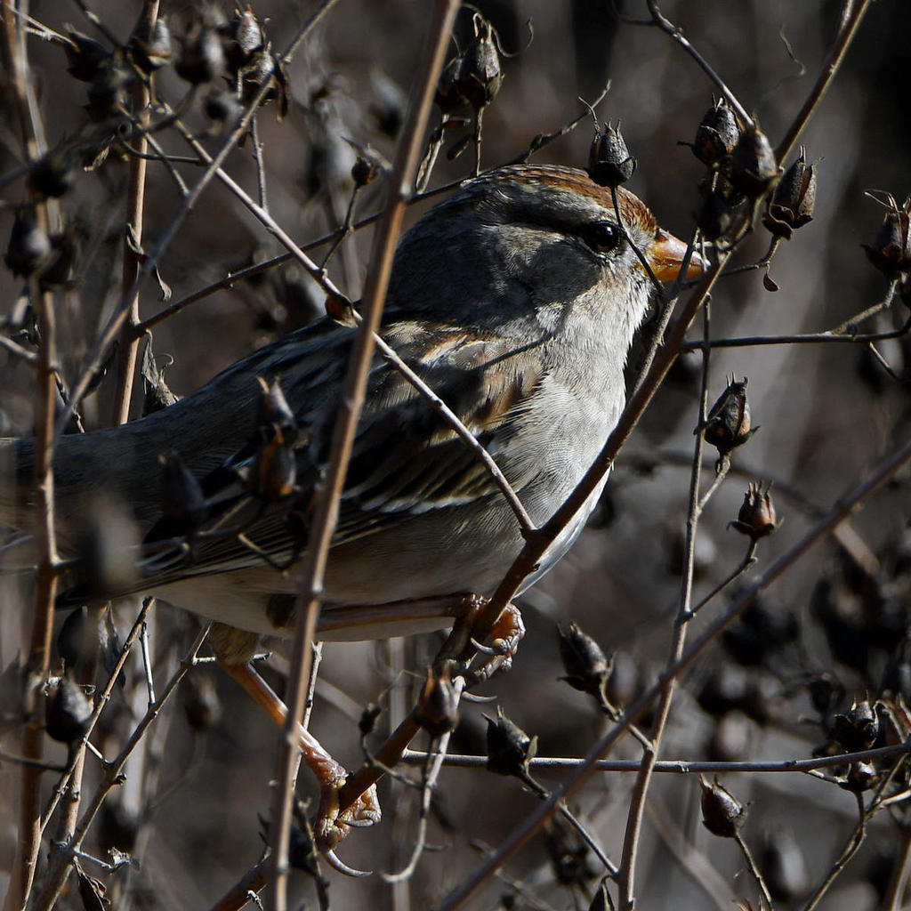 Sparrow2.jpg