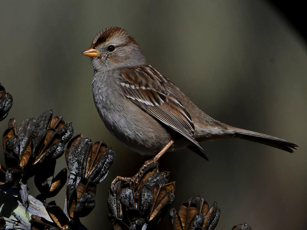 Sparrow2.jpg