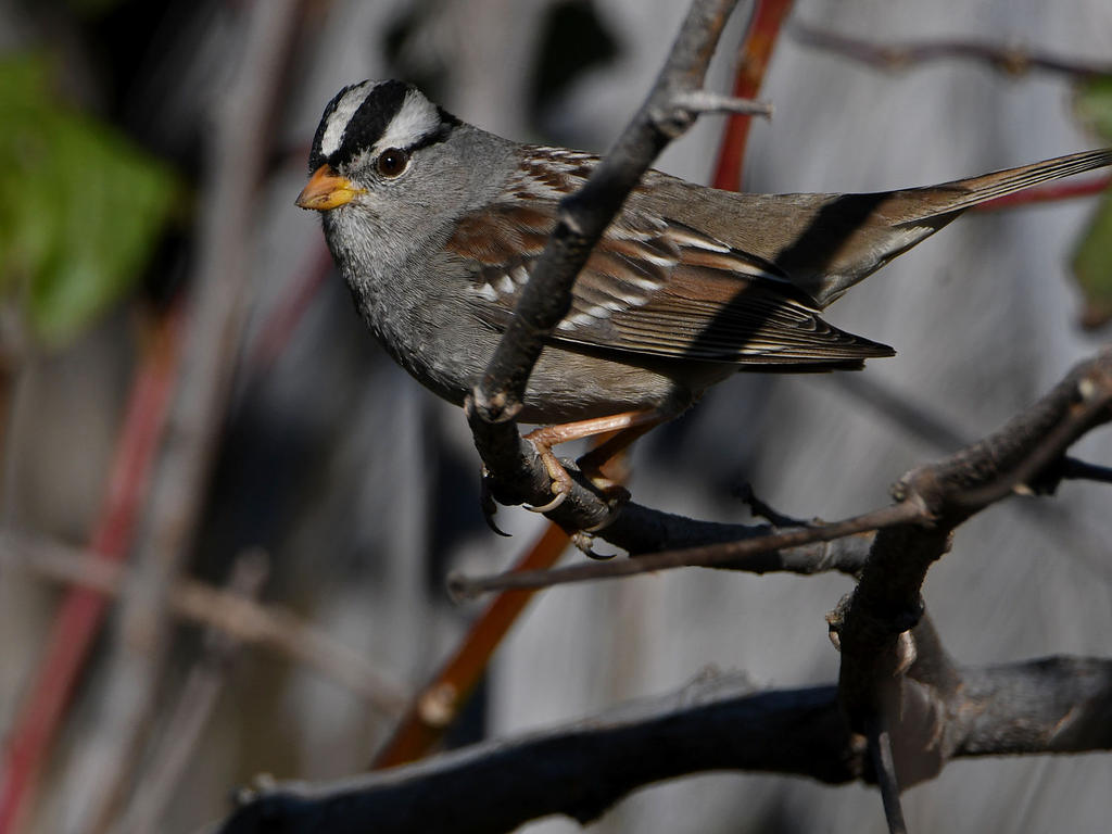 Sparrow2.jpg