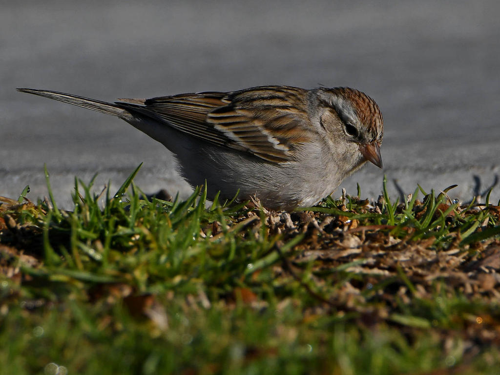Sparrow2.jpg