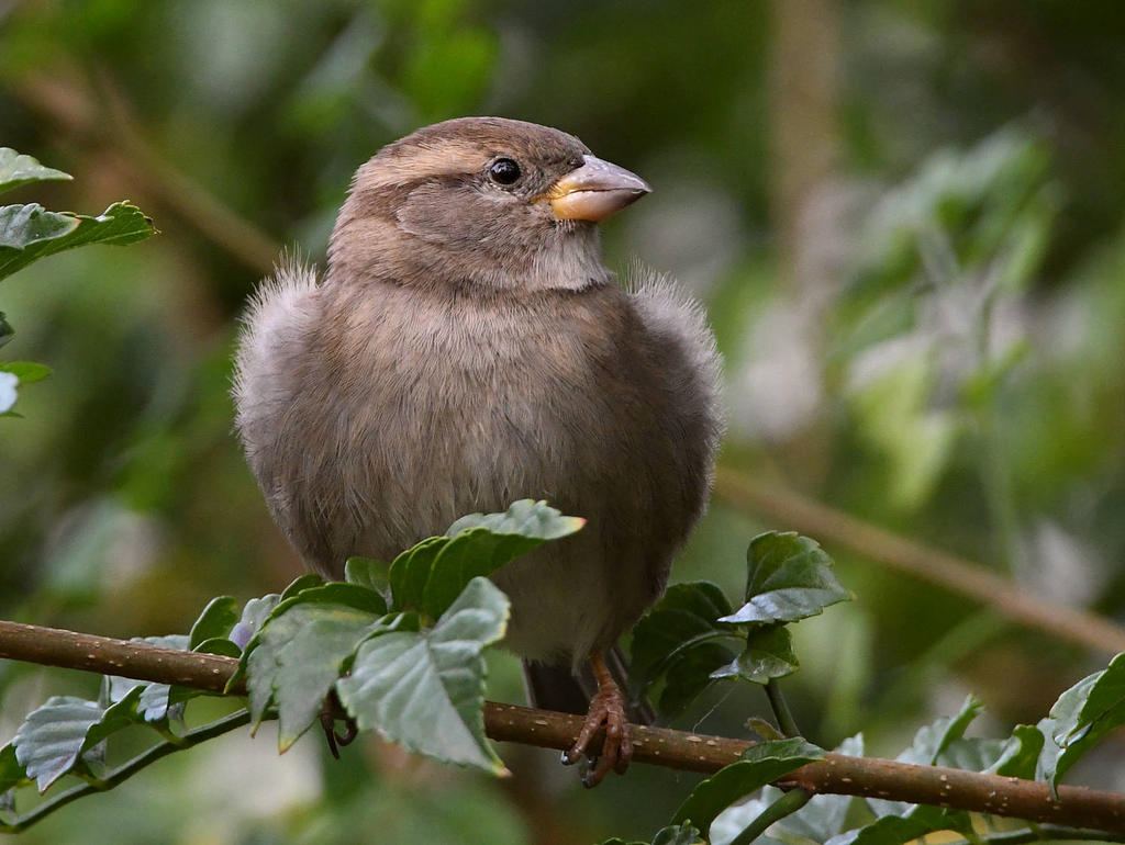 Sparrow2.jpg