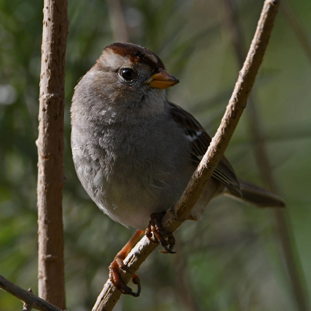 Sparrow2.jpg