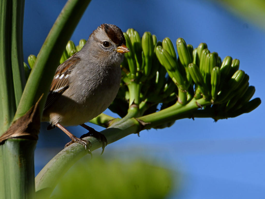 Sparrow2.jpg