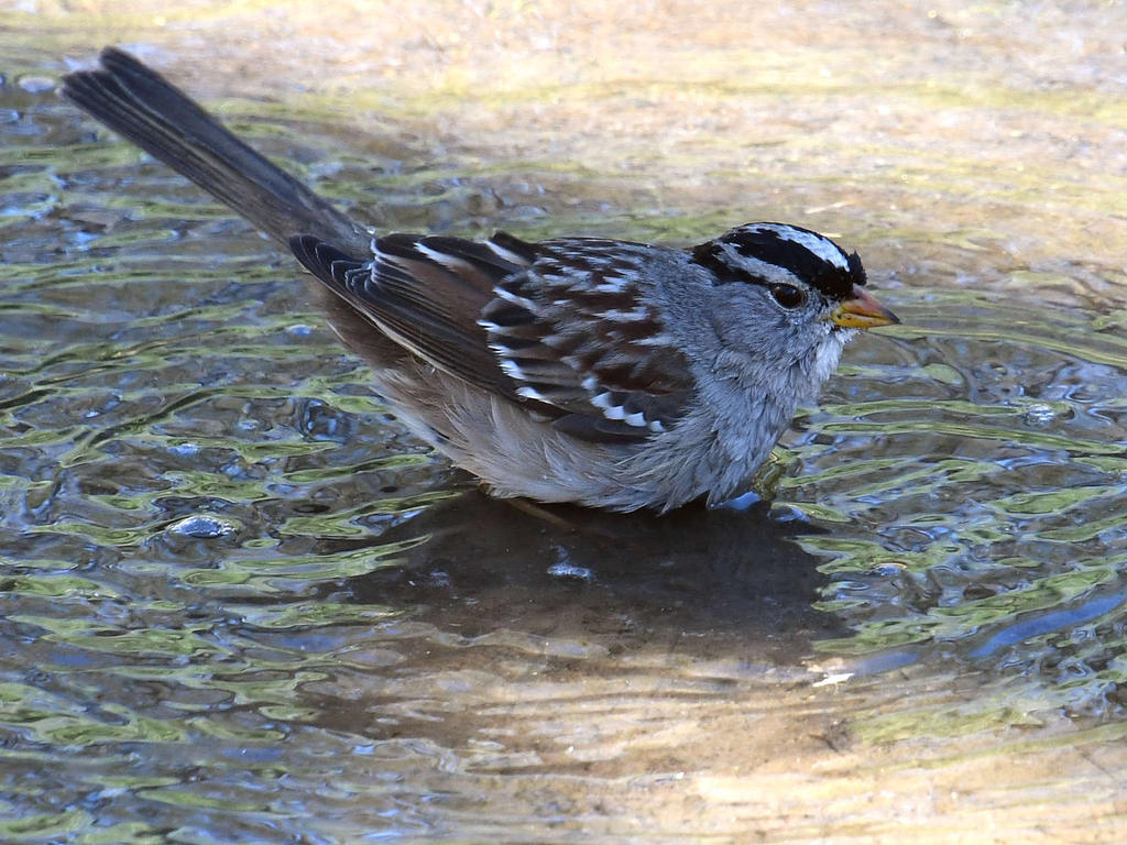 Sparrow2.jpg