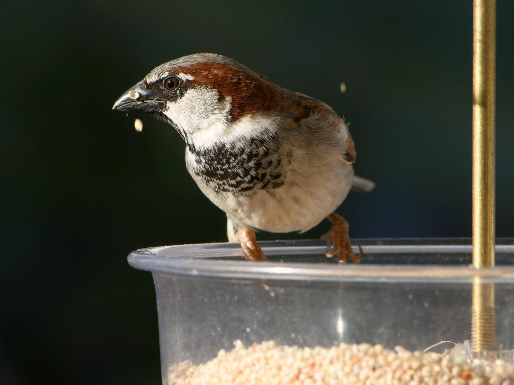 Sparrow2.jpg