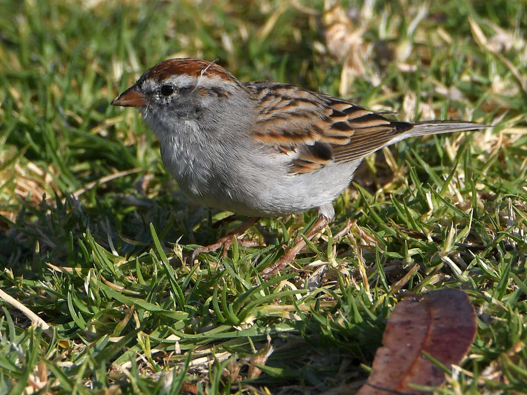 Sparrow2.jpg