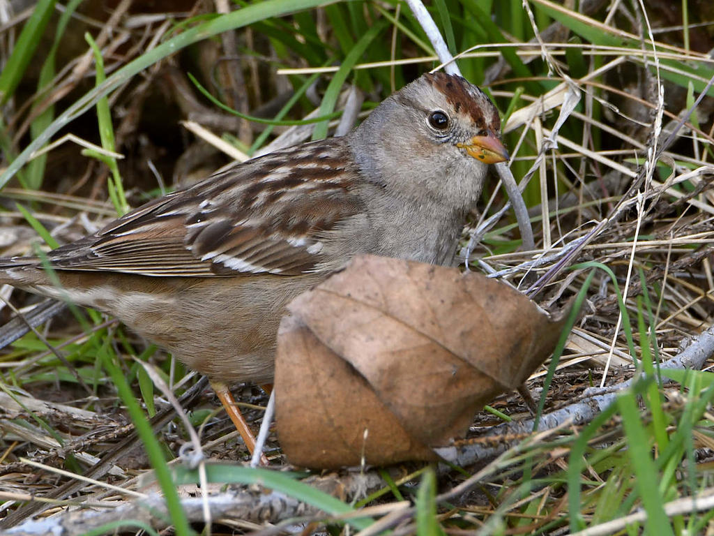 Sparrow2.jpg