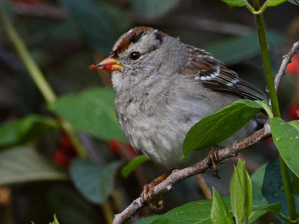 Sparrow2.jpg