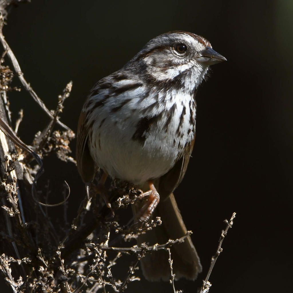 Sparrow2.jpg