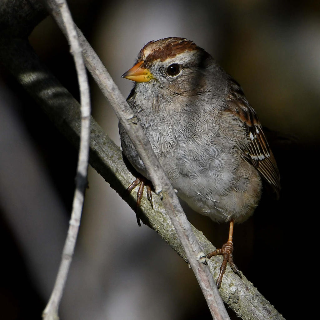 Sparrow2.jpg