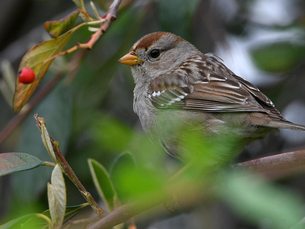 Sparrow2.jpg