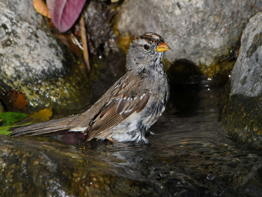 Sparrow2.jpg