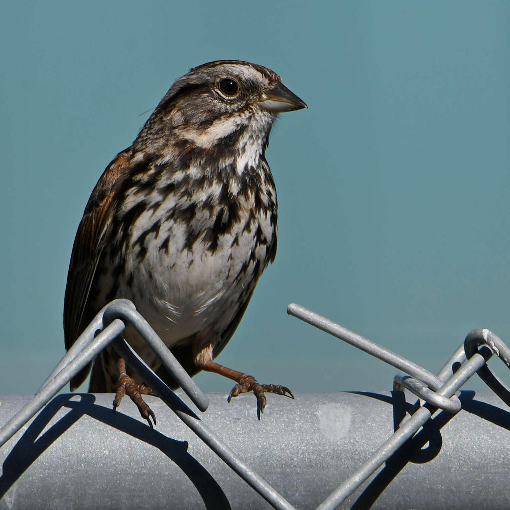 Sparrow2.jpg