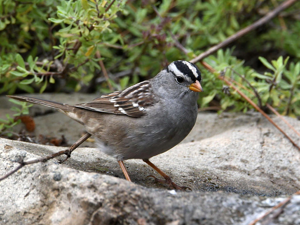 Sparrow2.jpg