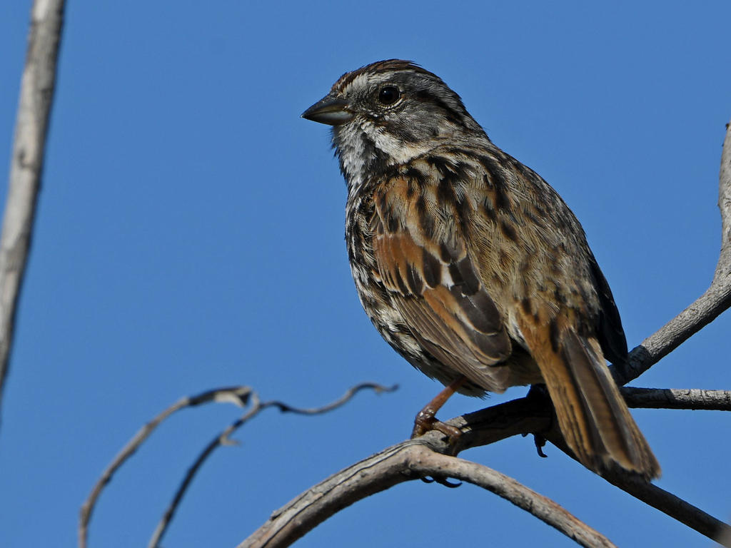 Sparrow2.jpg
