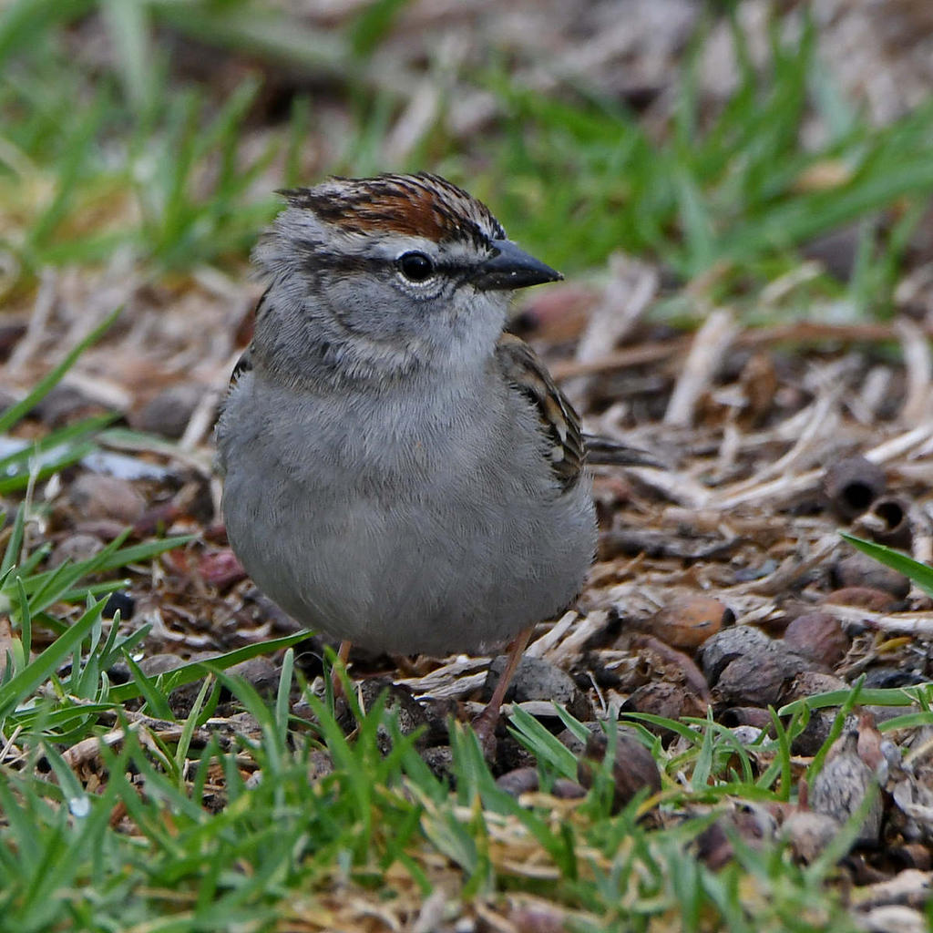 Sparrow2.jpg