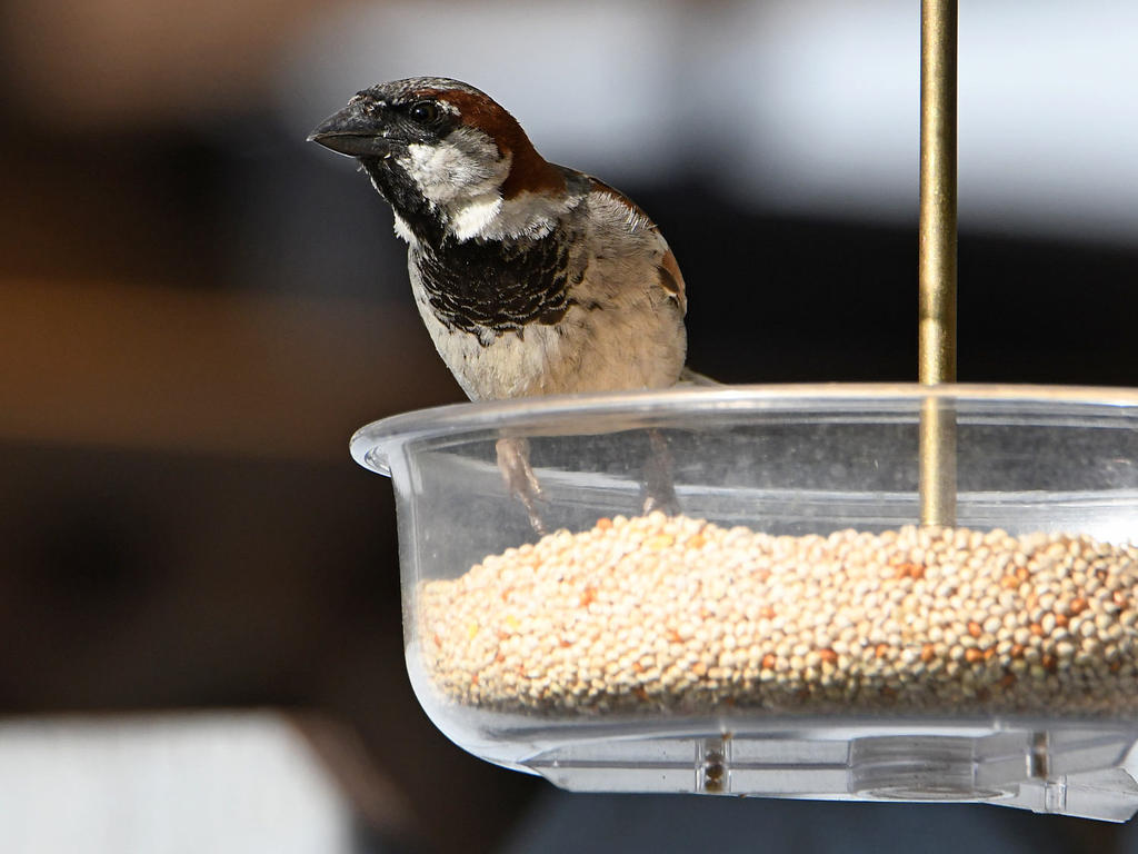 Sparrow2.jpg