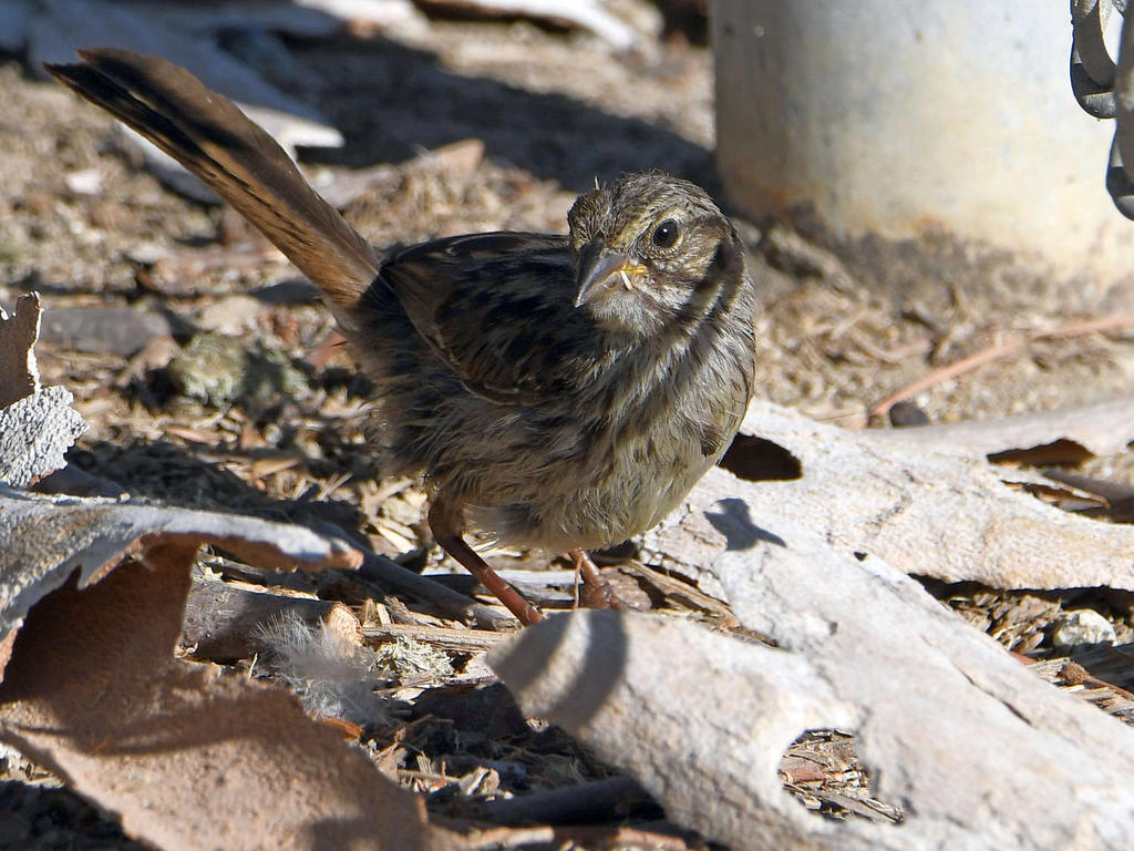 Sparrow2.jpg