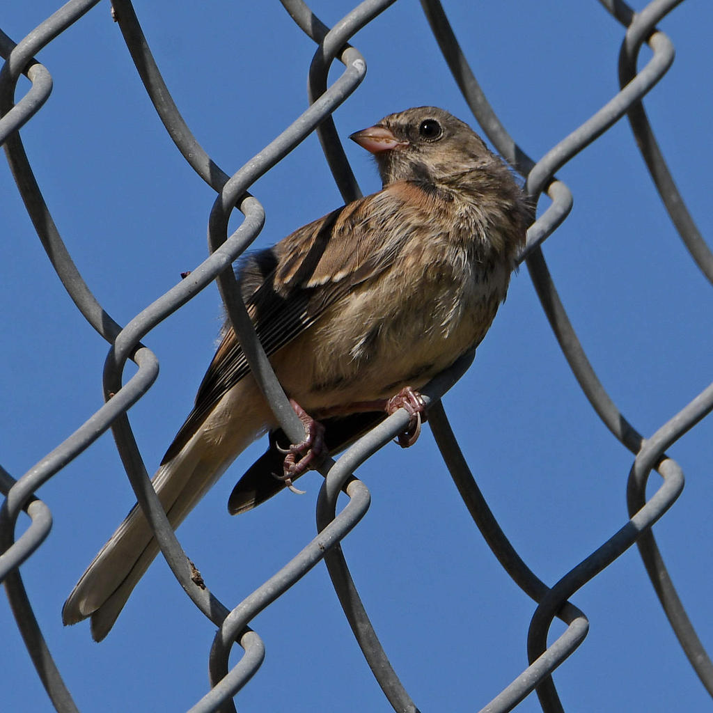 Sparrow2.jpg