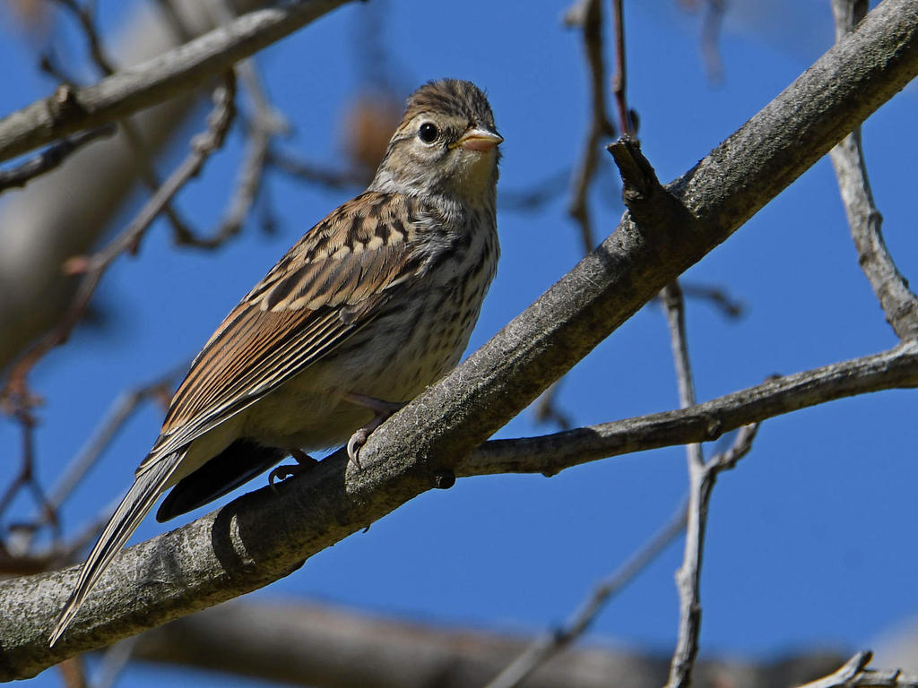 Sparrow2.jpg