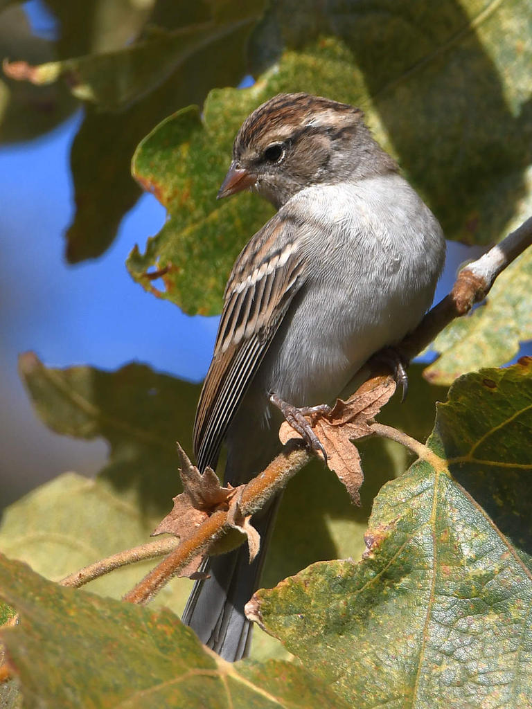 Sparrow2.jpg