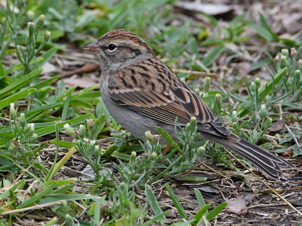 Sparrow2.jpg