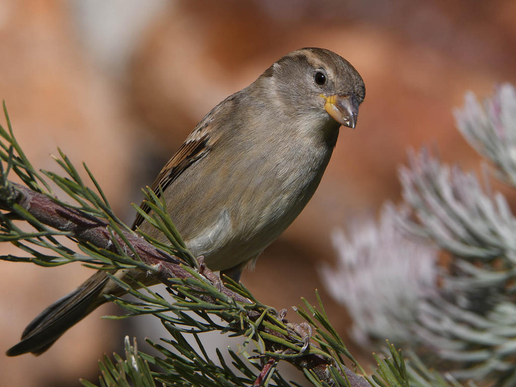 Sparrow2.jpg