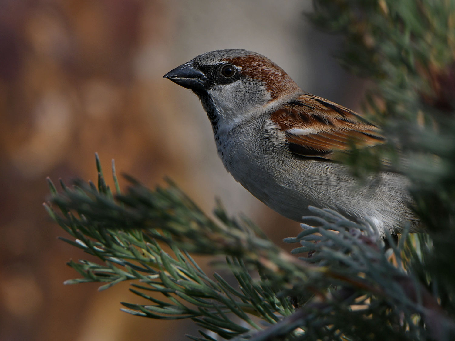 Sparrow2.jpg