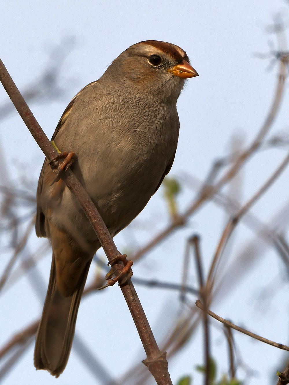 Sparrow2.jpg