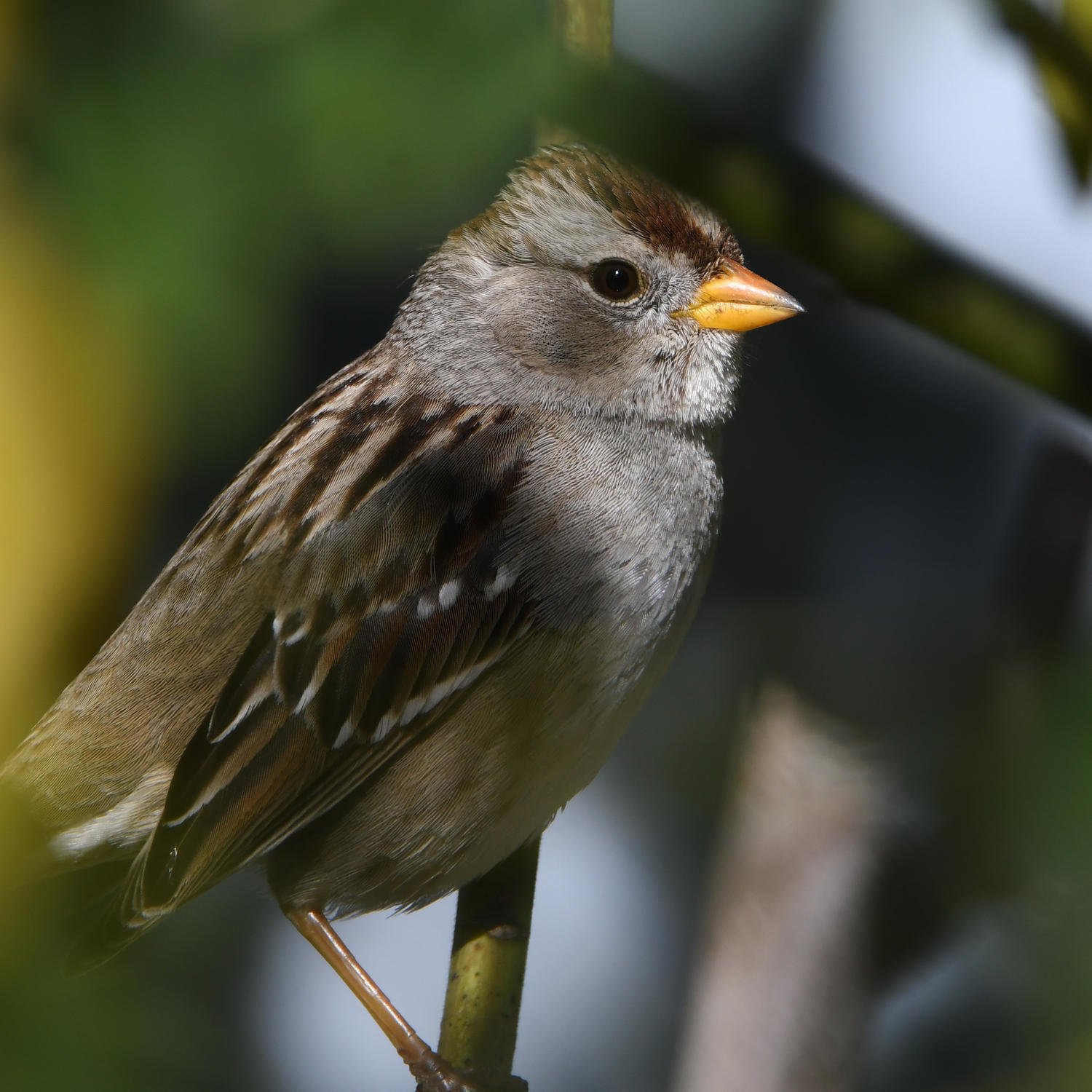 Sparrow2.jpg