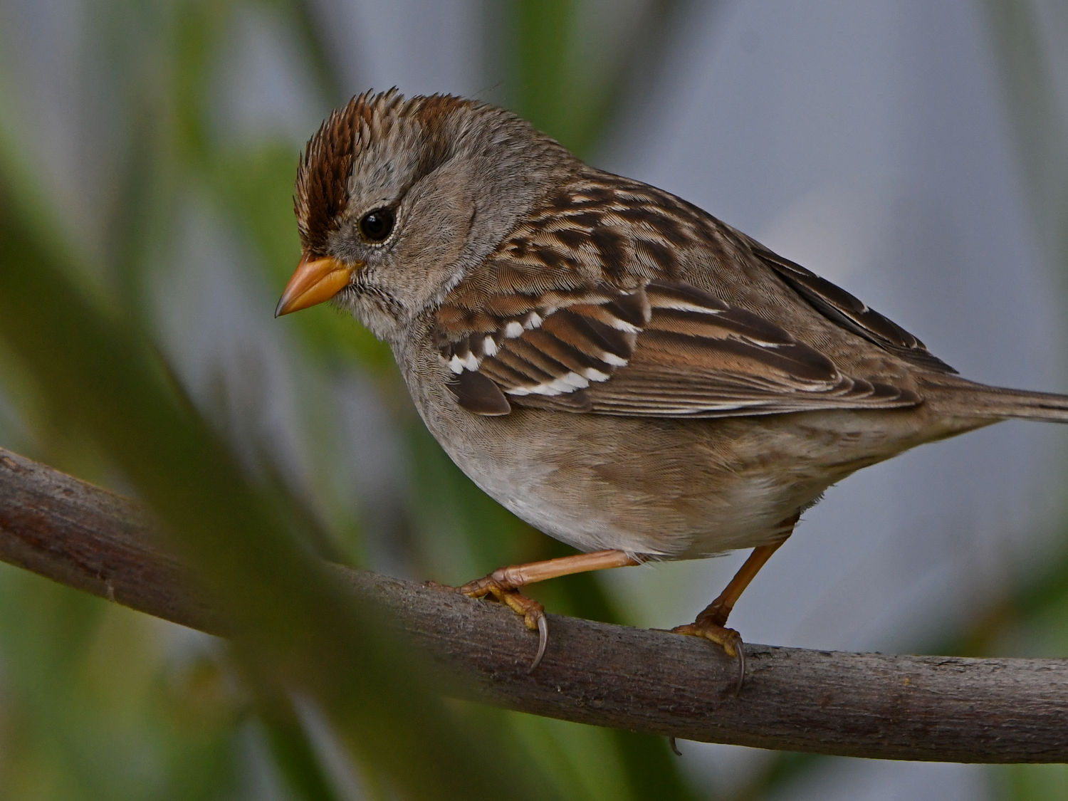 Sparrow2.jpg