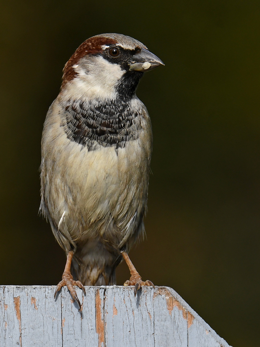 Sparrow2.jpg