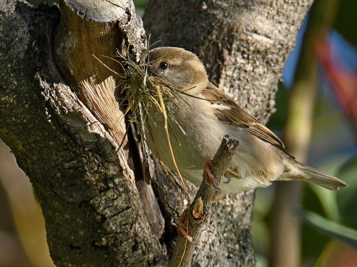 Sparrow2.jpg