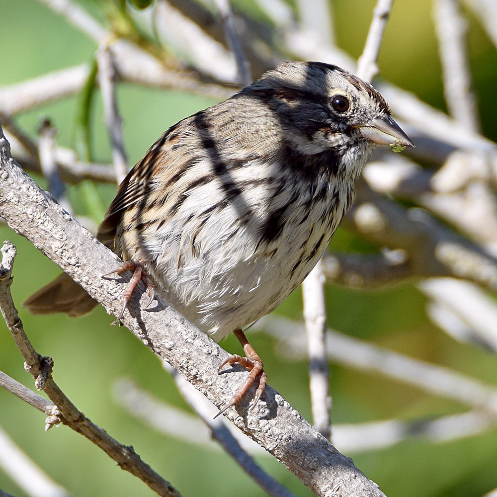Sparrow20.jpg
