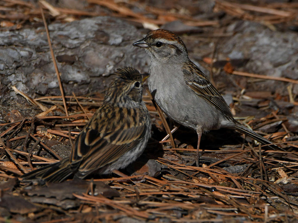 Sparrow21.jpg